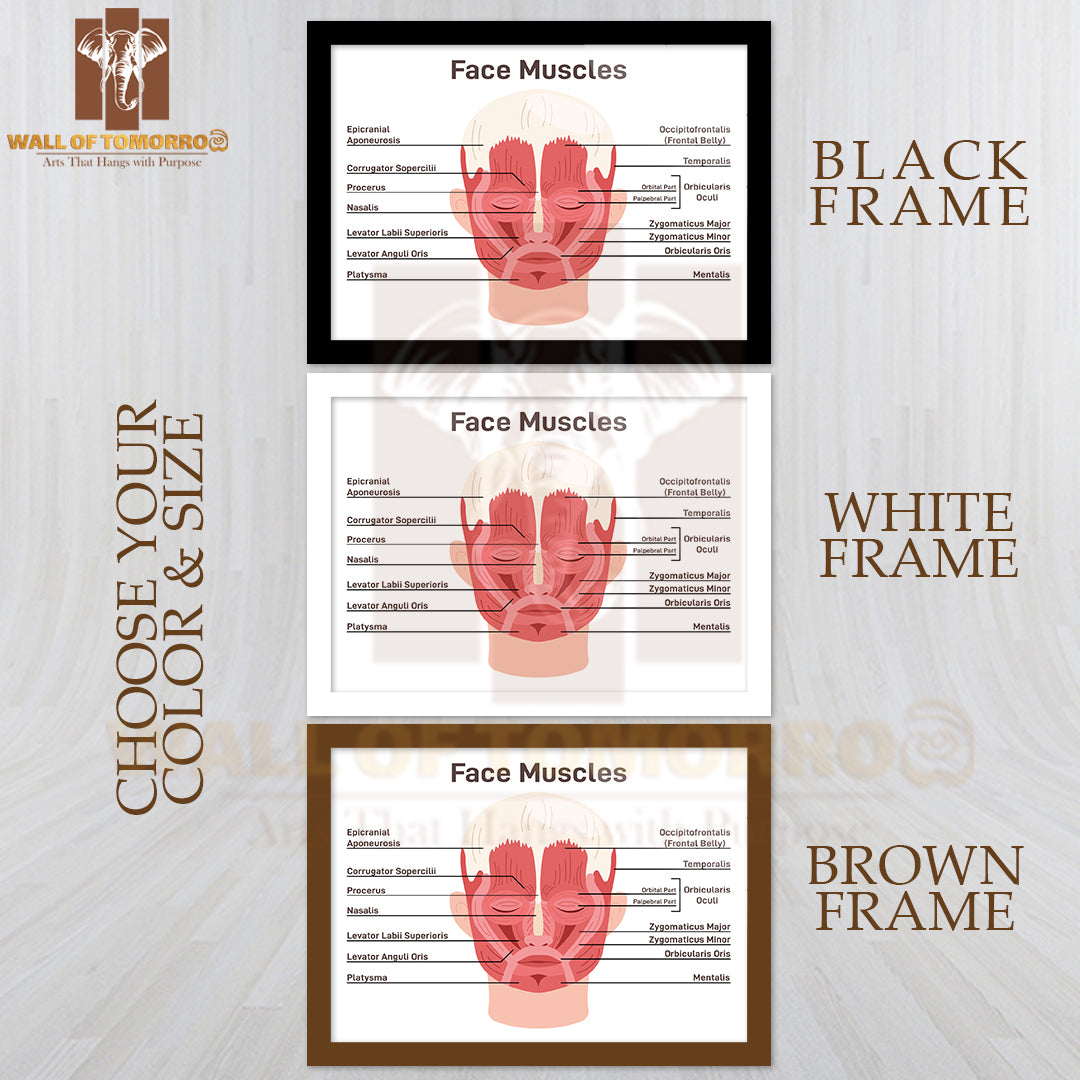 Head And Face Muscles. Didactic Scheme of Anatomy of Human Muscular System with Anatomical Captions Educational High Quality Glass Frame Wall Décor
