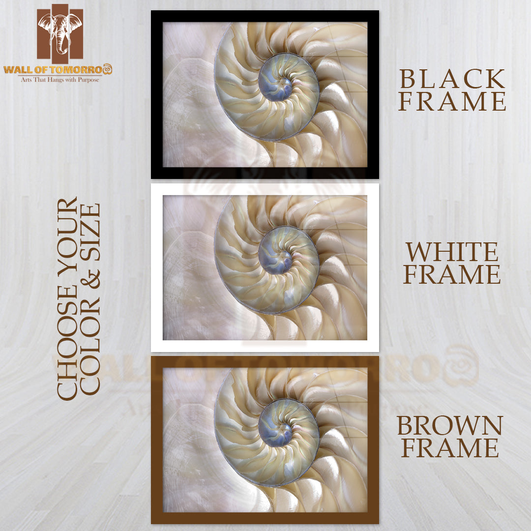 An Amazing Fibonacci Pattern in a Nautilus Shell High Quality Unframed Poster Print & Waterproof Poster Print Wall Décor