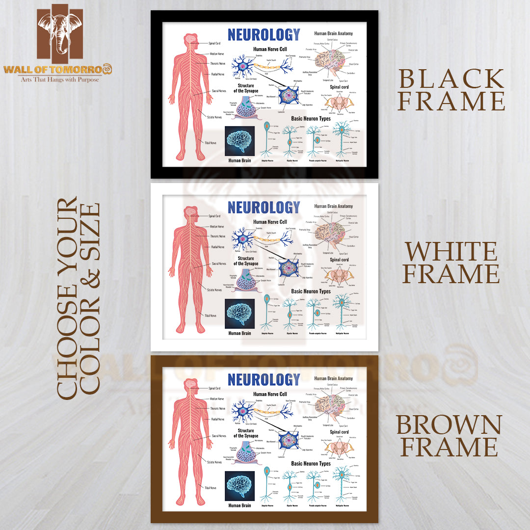 Neurology And Human Brain Anatomy Set Flat Isolated Educational High Quality Glass Frame Wall Décor