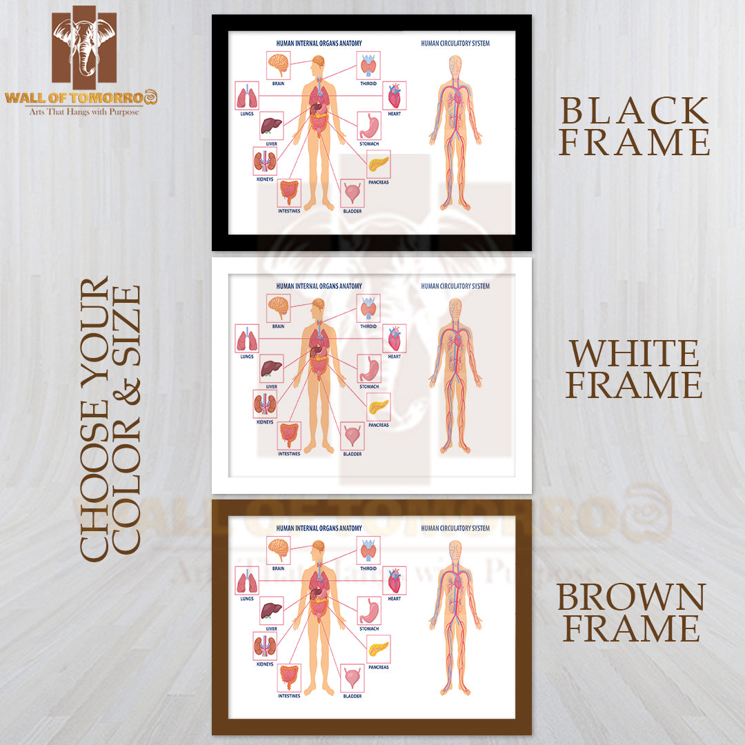 Two Diagrams Showing the Anatomy of The Human Body Educational High Quality Glass Frame Wall Décor