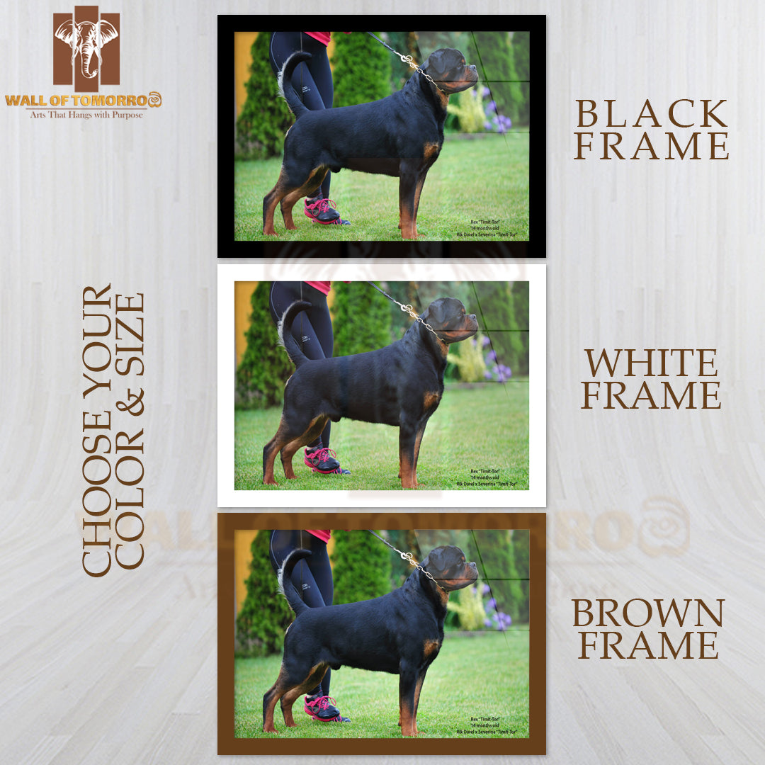 Rex Timit-tor Well Build Rottweiler High Quality Glass Frame Wall Décor