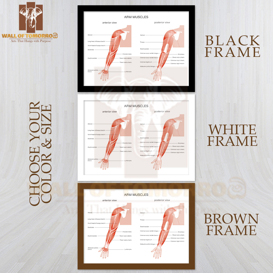 Human Biceps, Triceps Brachioradialis and Other Muscle of Arms Posterior and Anterior View Educational High Quality Glass Frame Wall Décor