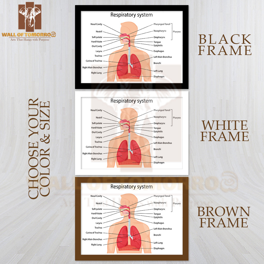 Human Respiratory System with Description of The Corresponding Parts Educational High Quality Glass Frame Wall Décor
