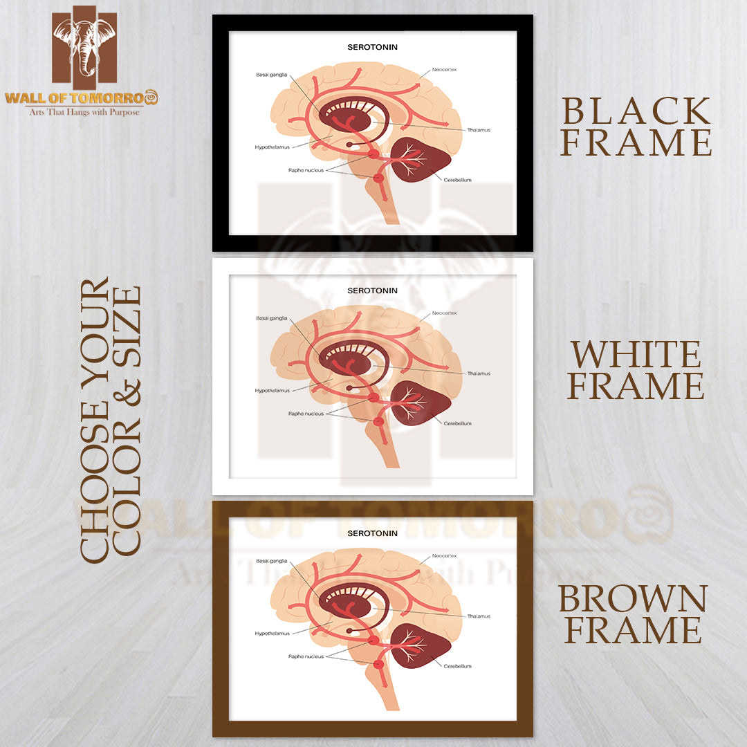 Serotonin Pathway in The Human Brain Educational High Quality Glass Frame Wall Décor