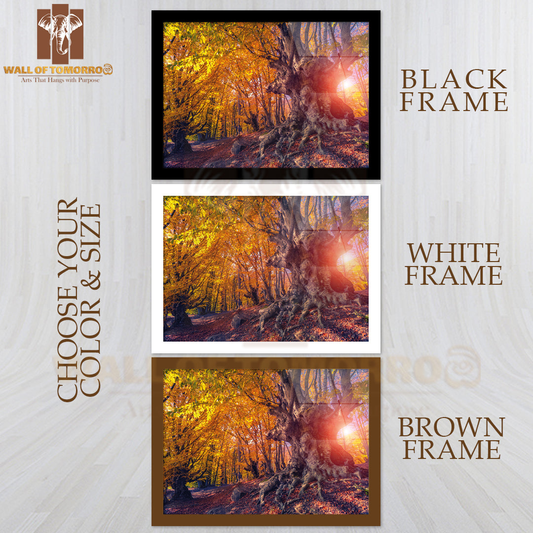 Majestic Autumn Trees Glowing by Sunlight High Quality Unframed Poster Print & Waterproof Poster Print Wall Décor