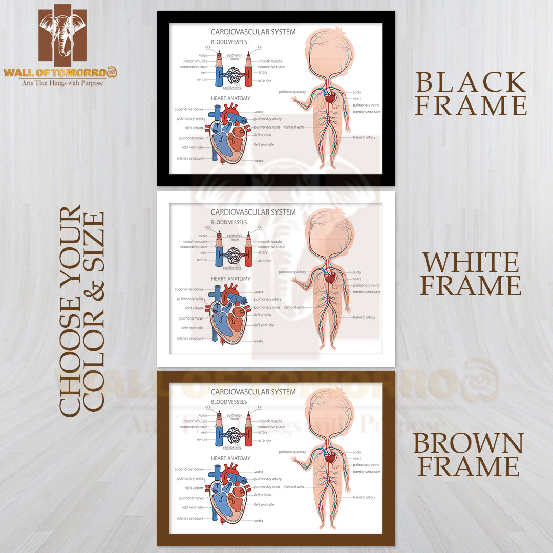 Blood Circulatory System in Kid Body Educational High Quality Glass Frame Wall Décor