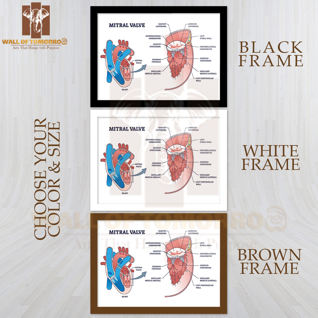 Mitral Valve Structure with Medical Cardio Heart Anatomy Outline Diagram Educational High Quality Glass Frame Wall Décor