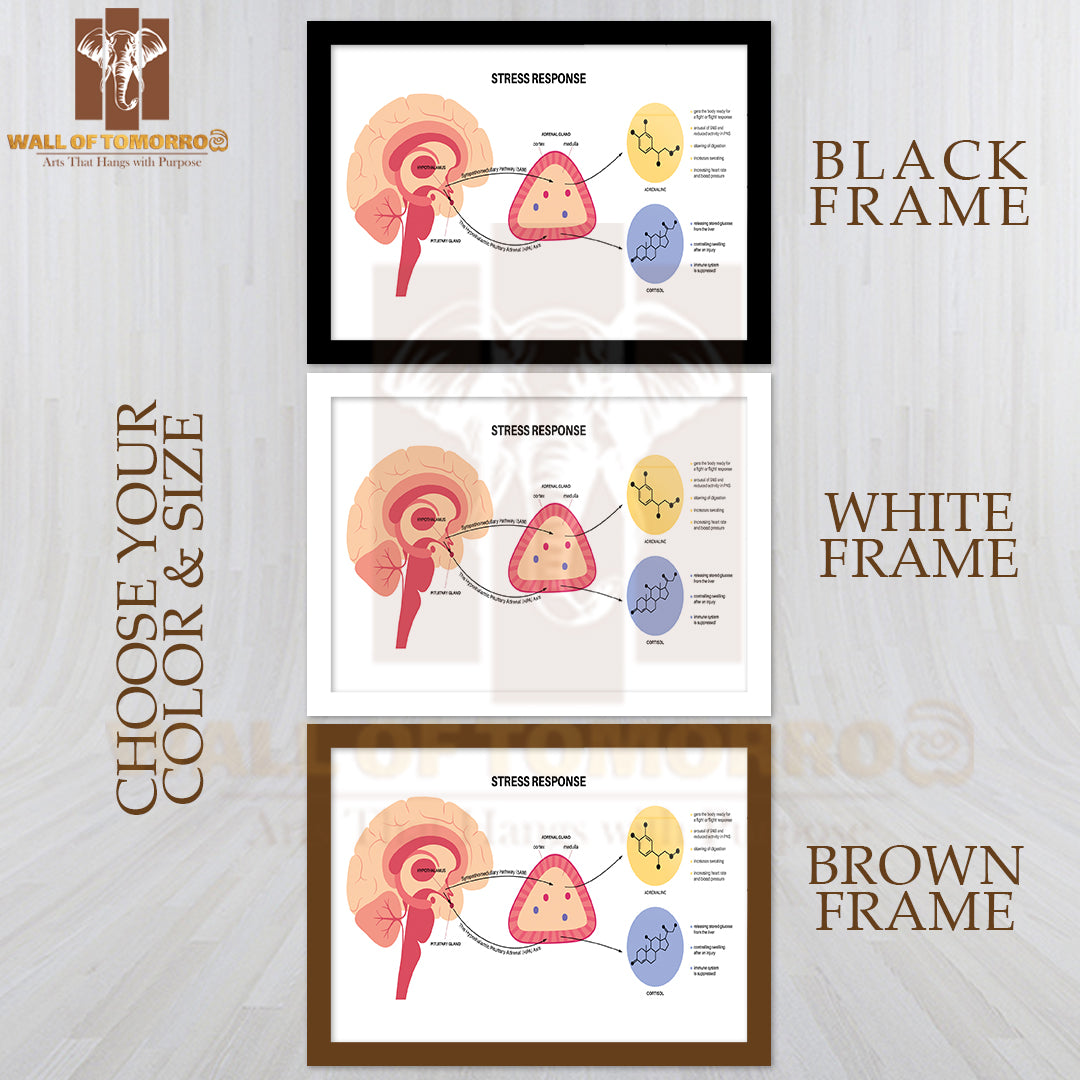 Stress Response System and Hypothalamic Pituitary Adrenal Axis Concep Educational High Quality Glass Frame Wall Décor