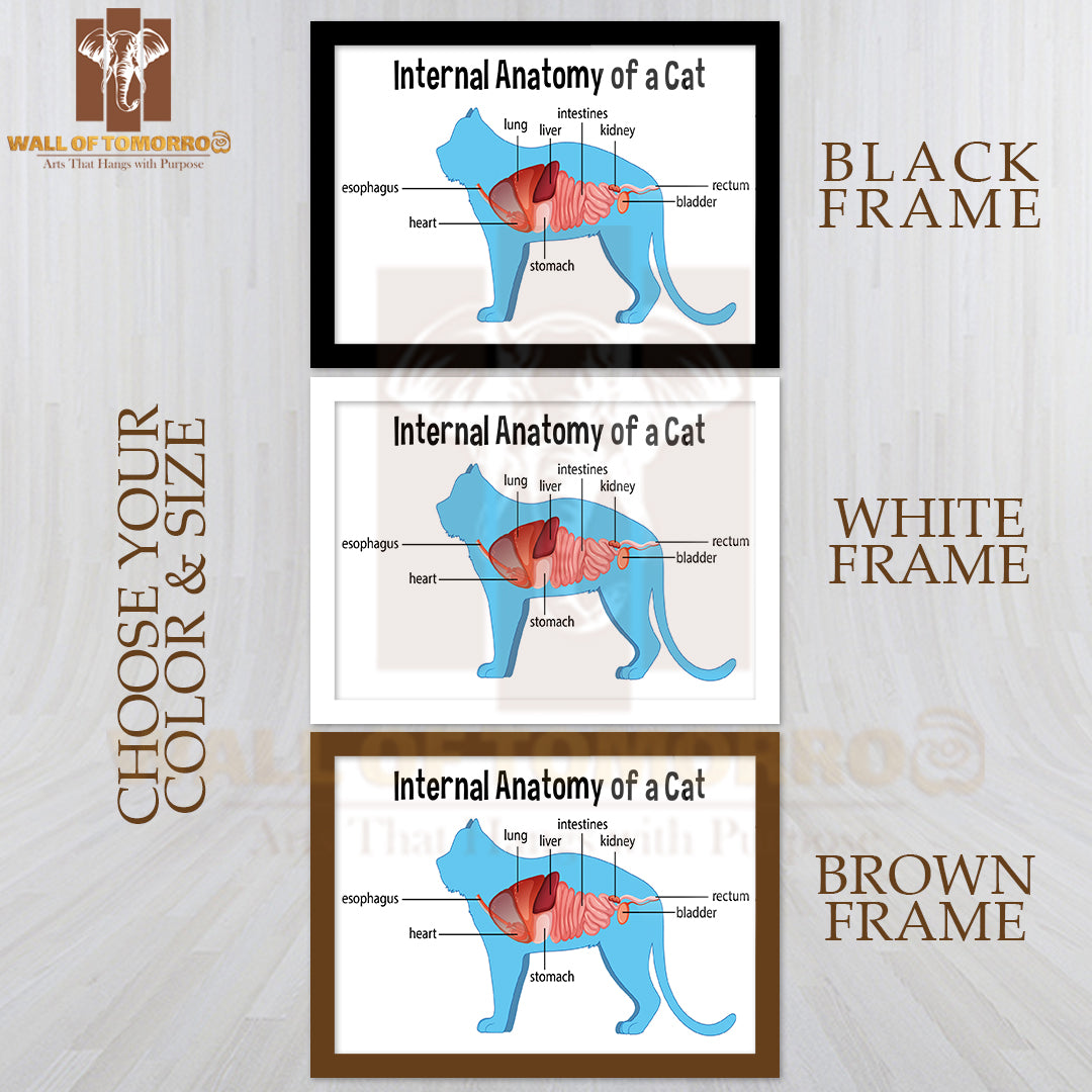 Anatomy Of a Domestic Cat Educational High Quality Glass Frame Wall Décor