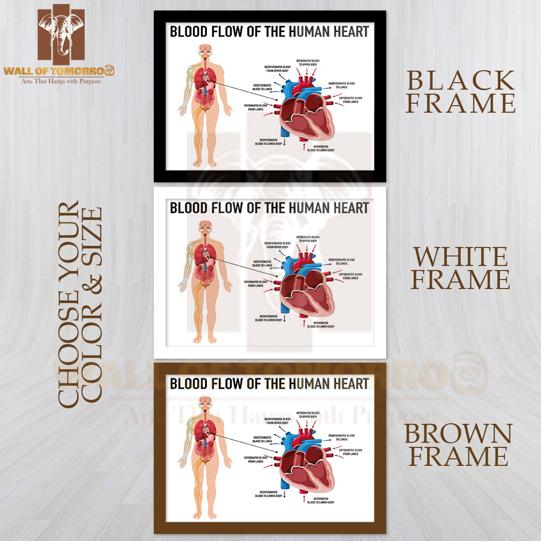 Diagram Showing Blood Flow of Human Heart Educational High Quality Glass Frame Wall Décor