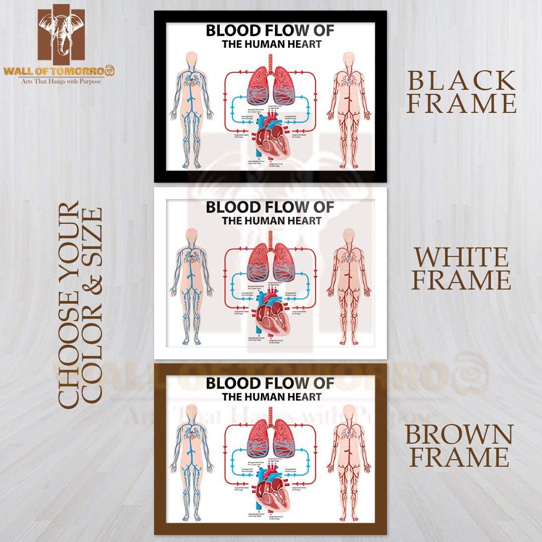 Diagram Showing Blood Flow of Human Heart Educational High Quality Glass Frame Wall Décor