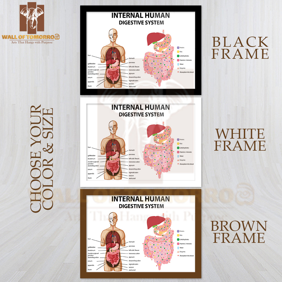 Diagram Showing Internal Human Digestive System Educational High Quality Glass Frame Wall Décor