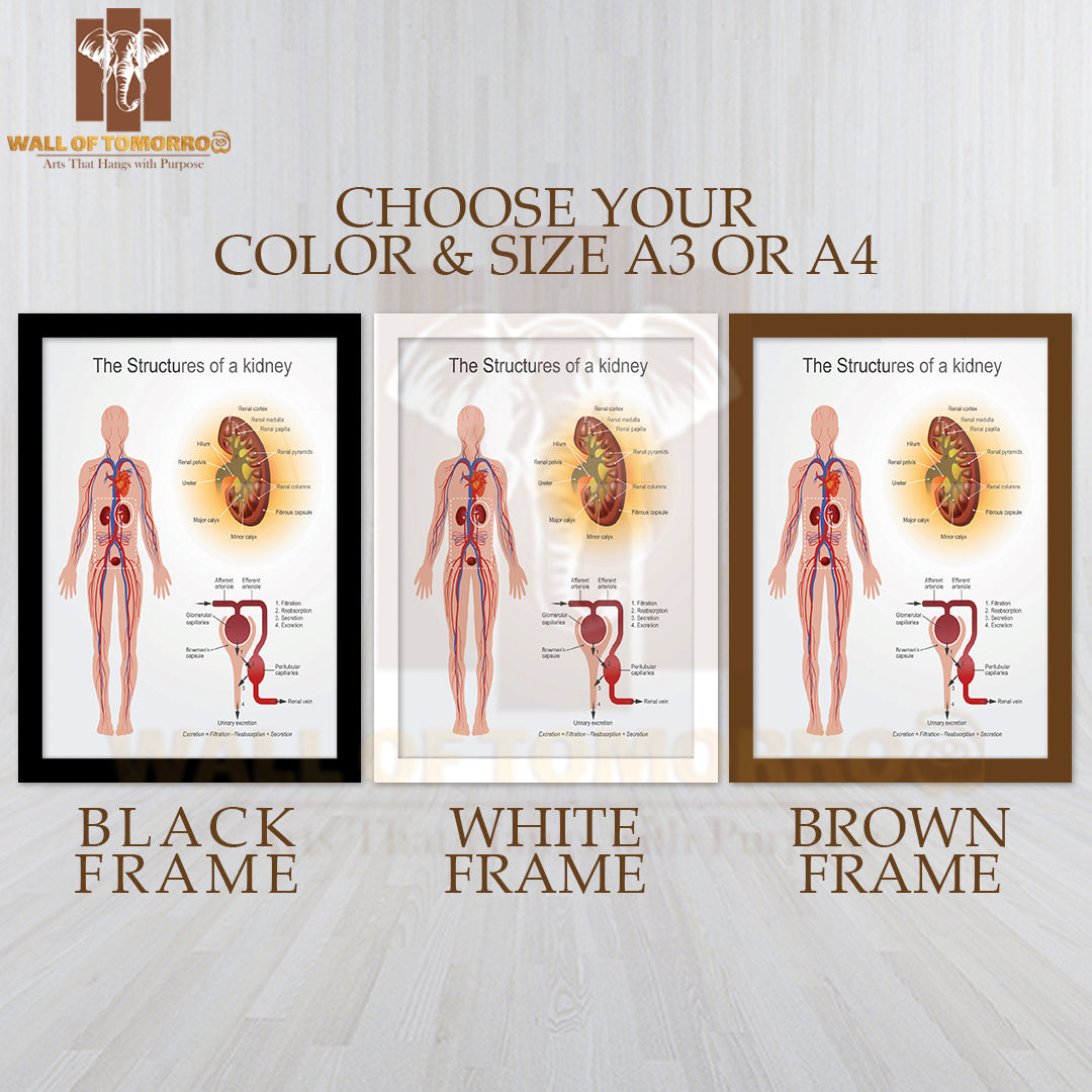 The Kidneys Are Bean-Shaped Organs That Serve Several Essential Regulatory Roles in Vertebrates Educational High Quality Glass Frame Wall Décor