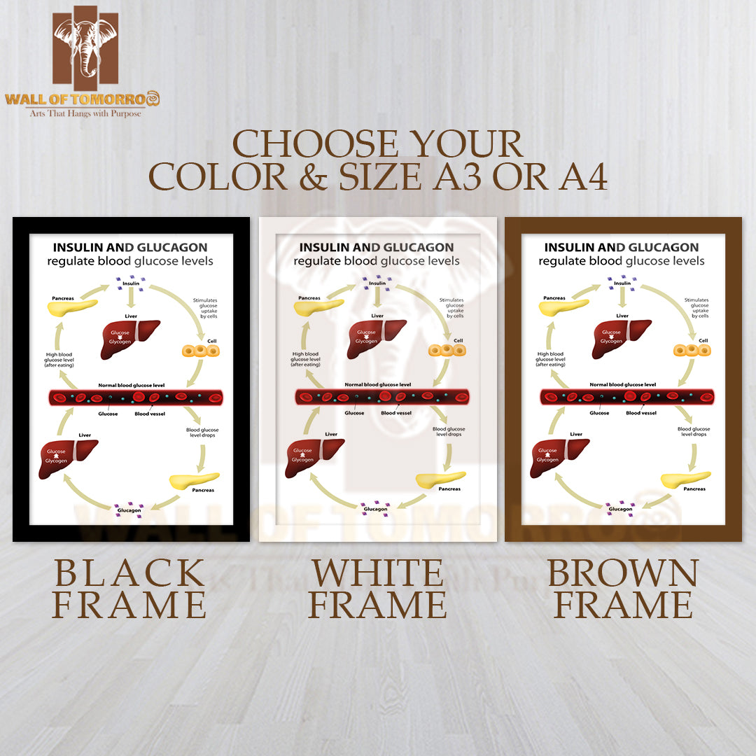 Insulin And Glucagon Regulate Blood Glucose Levels. Human Anatomy. Liver And Pancreas Education High Quality Glass Frame Wall Décor