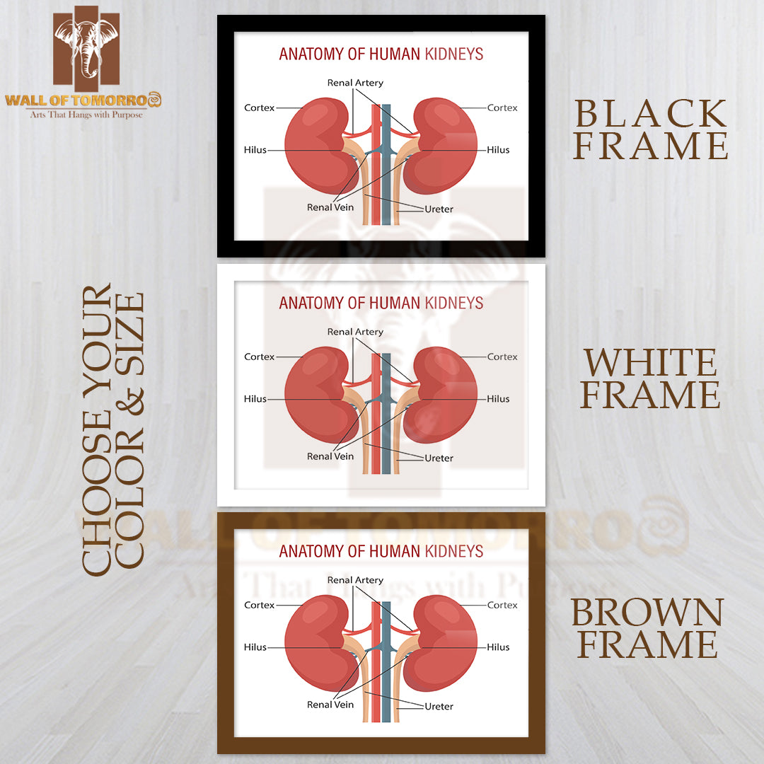 Anatomy Of the Human Kidney Educational High Quality Glass Frame Wall Décor