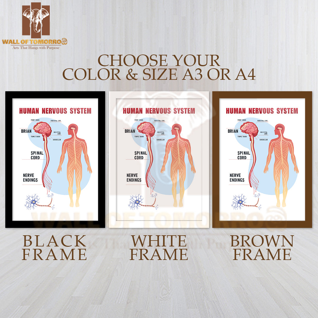 Human Peripheral Nervous System, Brain, Spinal Nerve Endings Educational High Quality Glass Frame Wall Décor