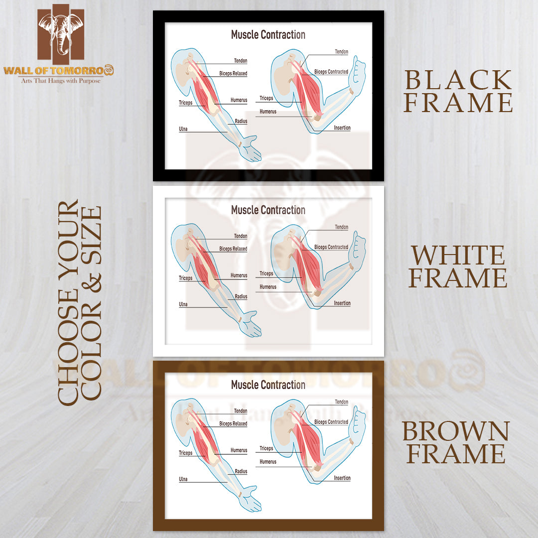 Muscle Contraction Mechanism. Muscles Work Principal Scheme Educational High Quality Glass Frame Wall Décor
