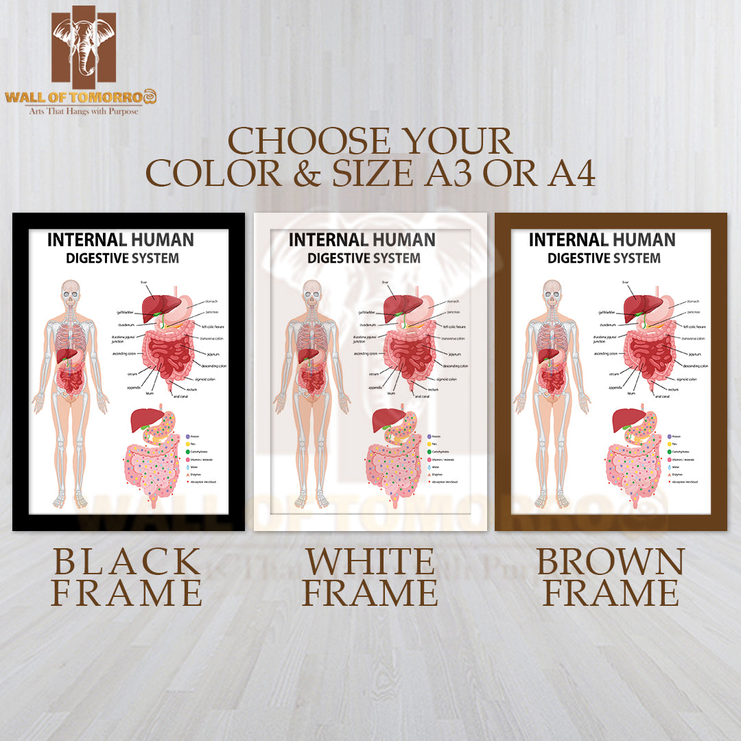 Diagram Showing Internal Human Digestive System Educational High Quality Glass Frame Wall Décor