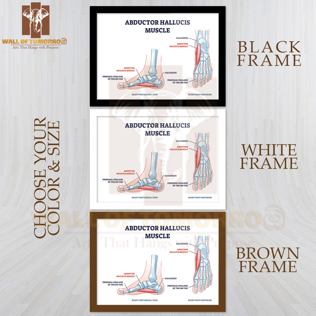 Abductor Hallucis Muscle with Leg or Foot Skeleton Outline Diagram Educational High Quality Glass Frame Wall Décor