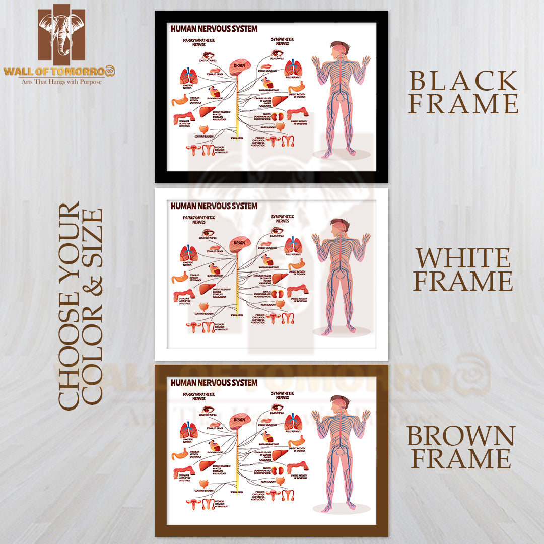 Man, Body with Brain Parasympathetic and Sympathetic Nerves Chain for Neurology Medical Infographic Educational High Quality Glass Frame Wall Décor