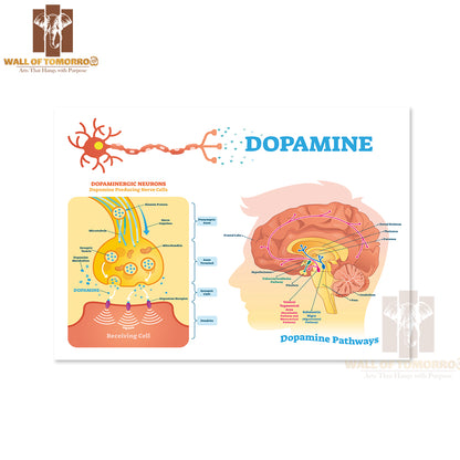 Scheme With Closeup Presynaptic Axon, Terminal, Synaptic Cleft, Dendrite and Receiving Cells Educational High Quality Unframed Poster Print & Waterproof Poster Print Wall Décor