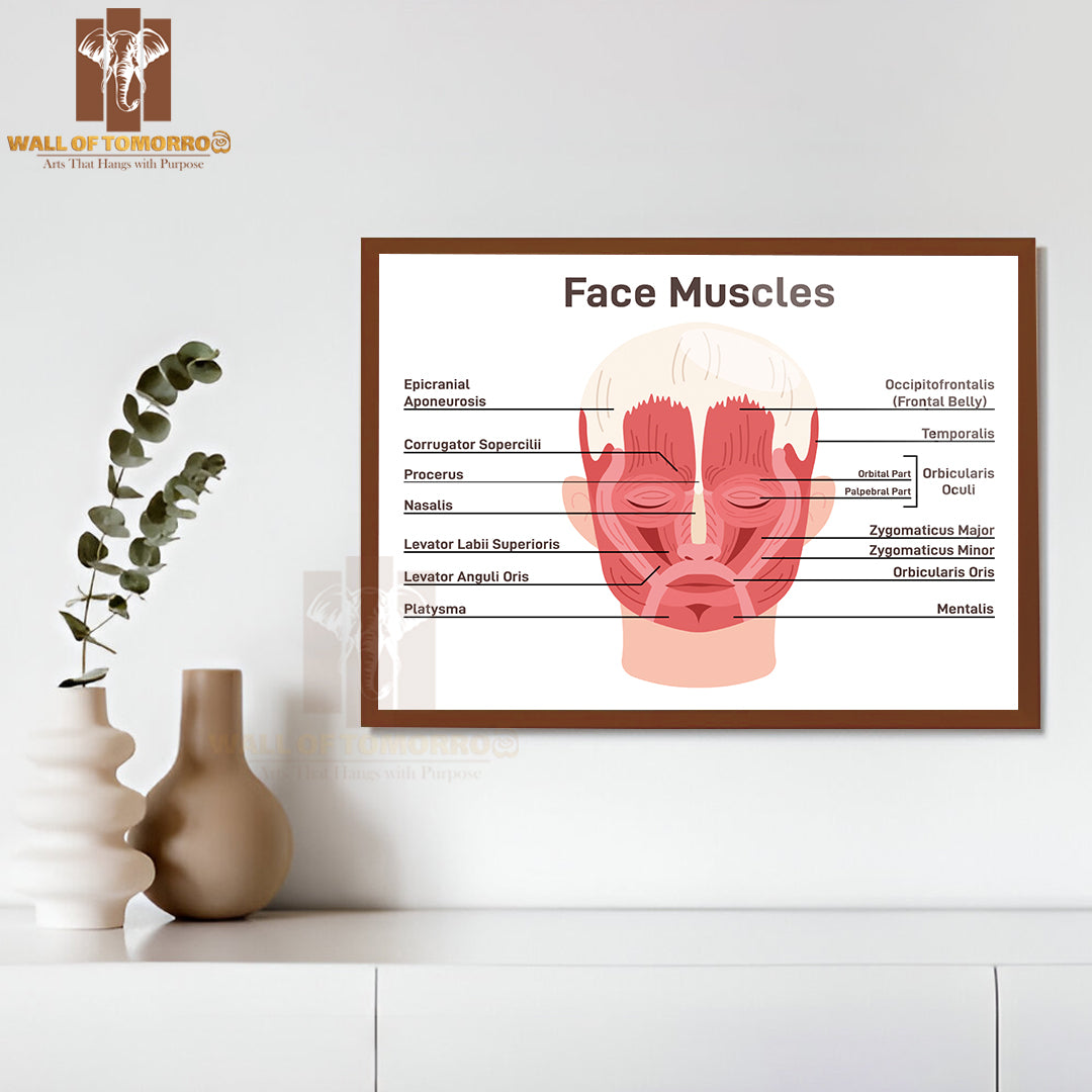 Head And Face Muscles. Didactic Scheme of Anatomy of Human Muscular System with Anatomical Captions Educational High Quality Glass Frame Wall Décor