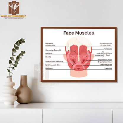 Head And Face Muscles. Didactic Scheme of Anatomy of Human Muscular System with Anatomical Captions Educational High Quality Glass Frame Wall Décor