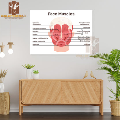 Head And Face Muscles. Didactic Scheme of Anatomy of Human Muscular System with Anatomical Captions Educational High Quality Unframed Poster Print & Waterproof Poster Print Wall Décor