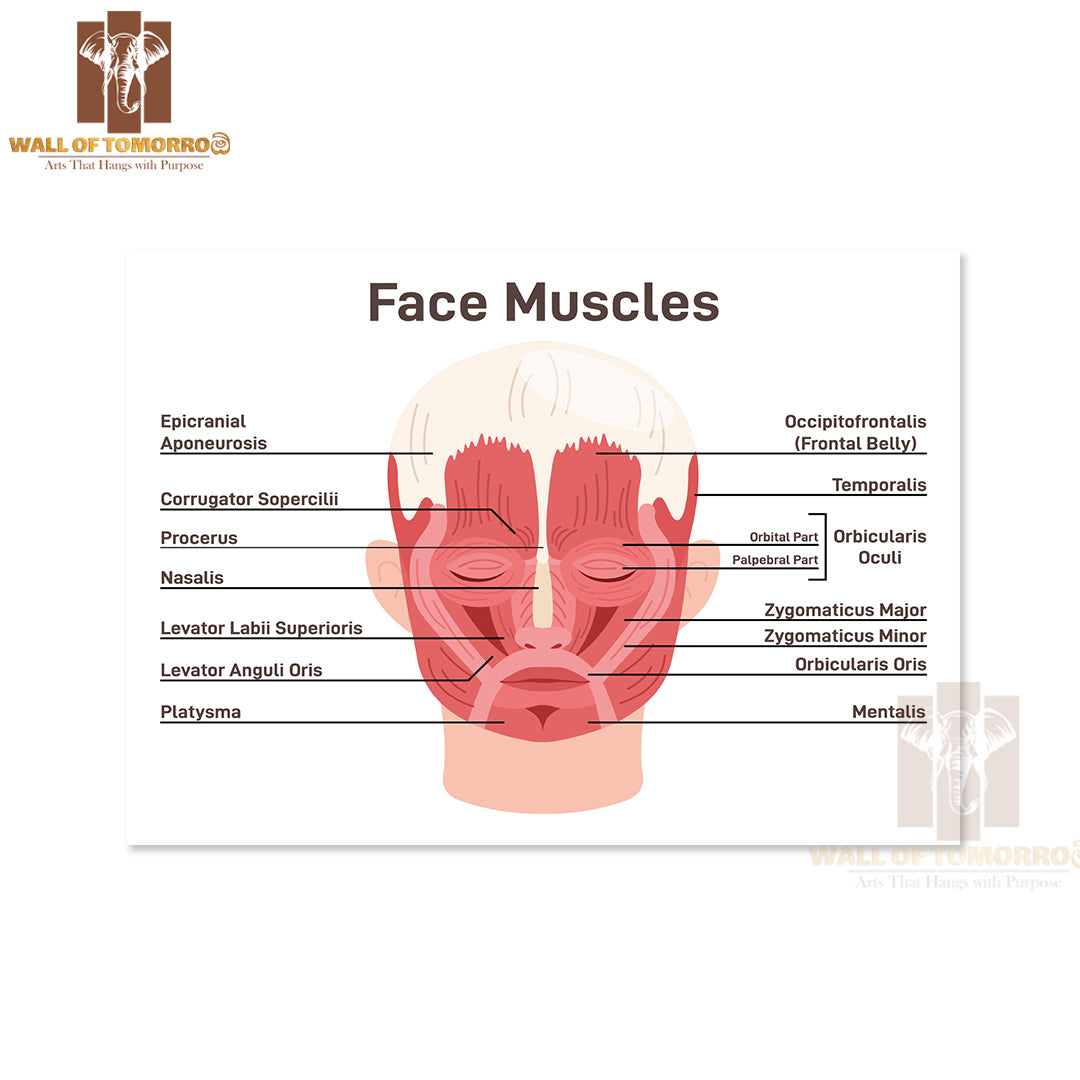 Head And Face Muscles. Didactic Scheme of Anatomy of Human Muscular System with Anatomical Captions Educational High Quality Unframed Poster Print & Waterproof Poster Print Wall Décor