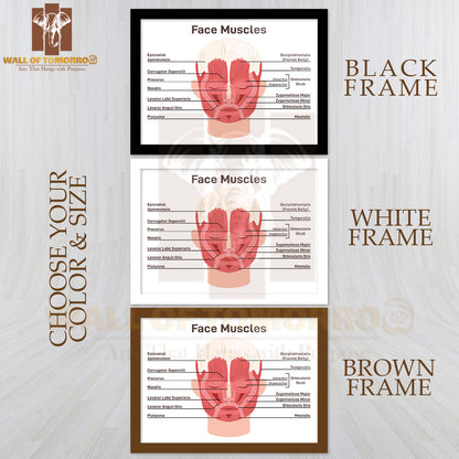 Head And Face Muscles. Didactic Scheme of Anatomy of Human Muscular System with Anatomical Captions Educational High Quality Glass Frame Wall Décor