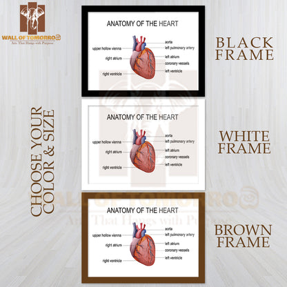 The Human Heart, Cardiology Educational High Quality Glass Frame Wall Décor
