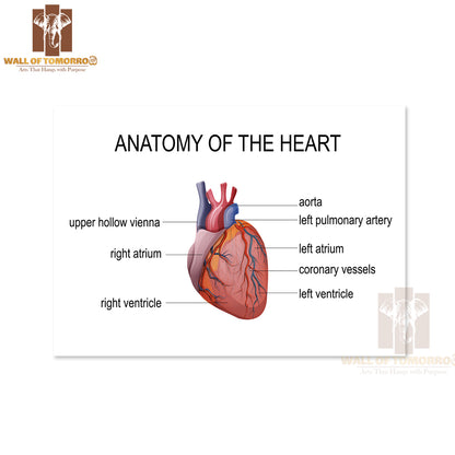 The Human Heart. Cardiology Educational High Quality Unframed Poster Print & Waterproof Poster Print Wall Décor