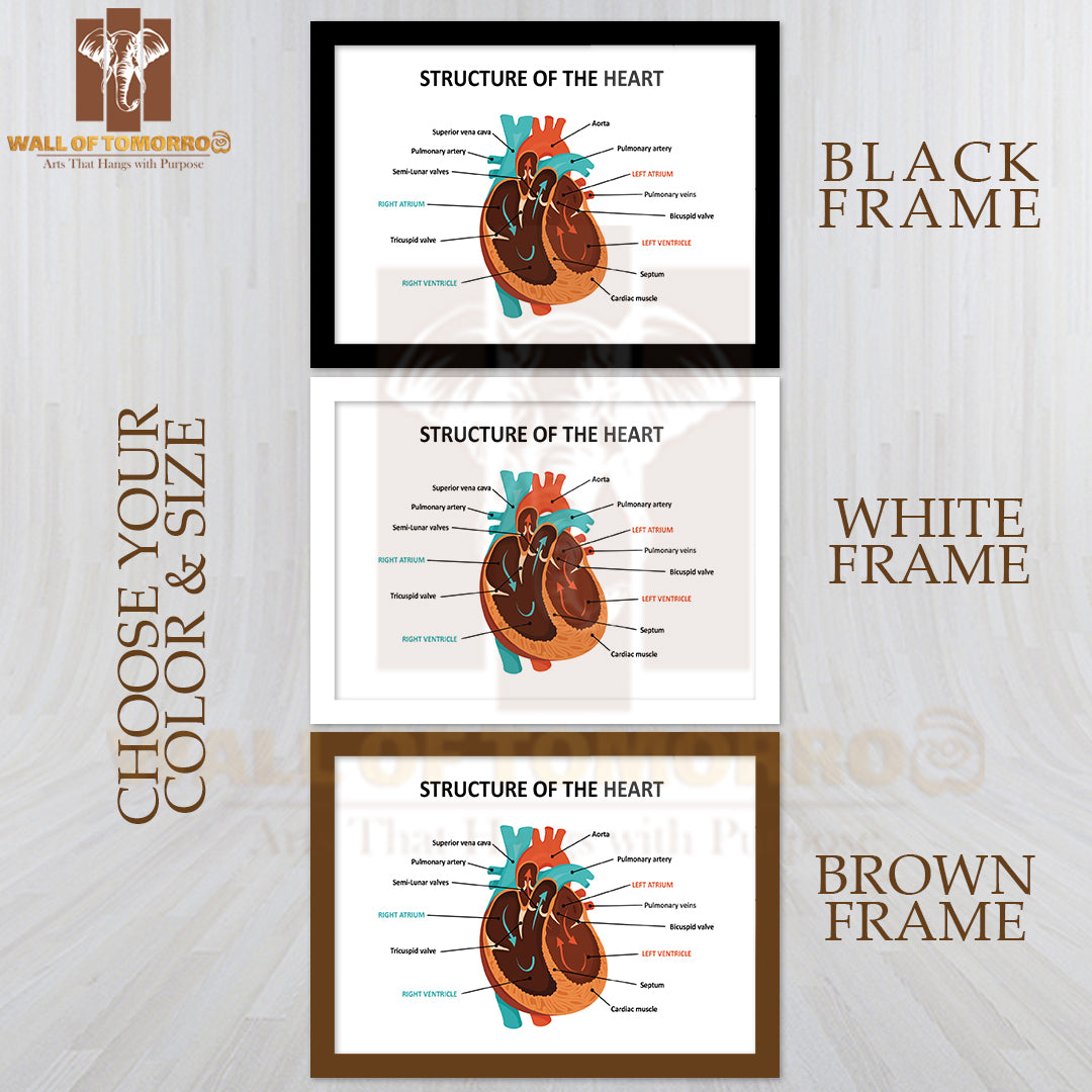 Anatomy Of Human Heart Educational High Quality Glass Frame Wall Décor
