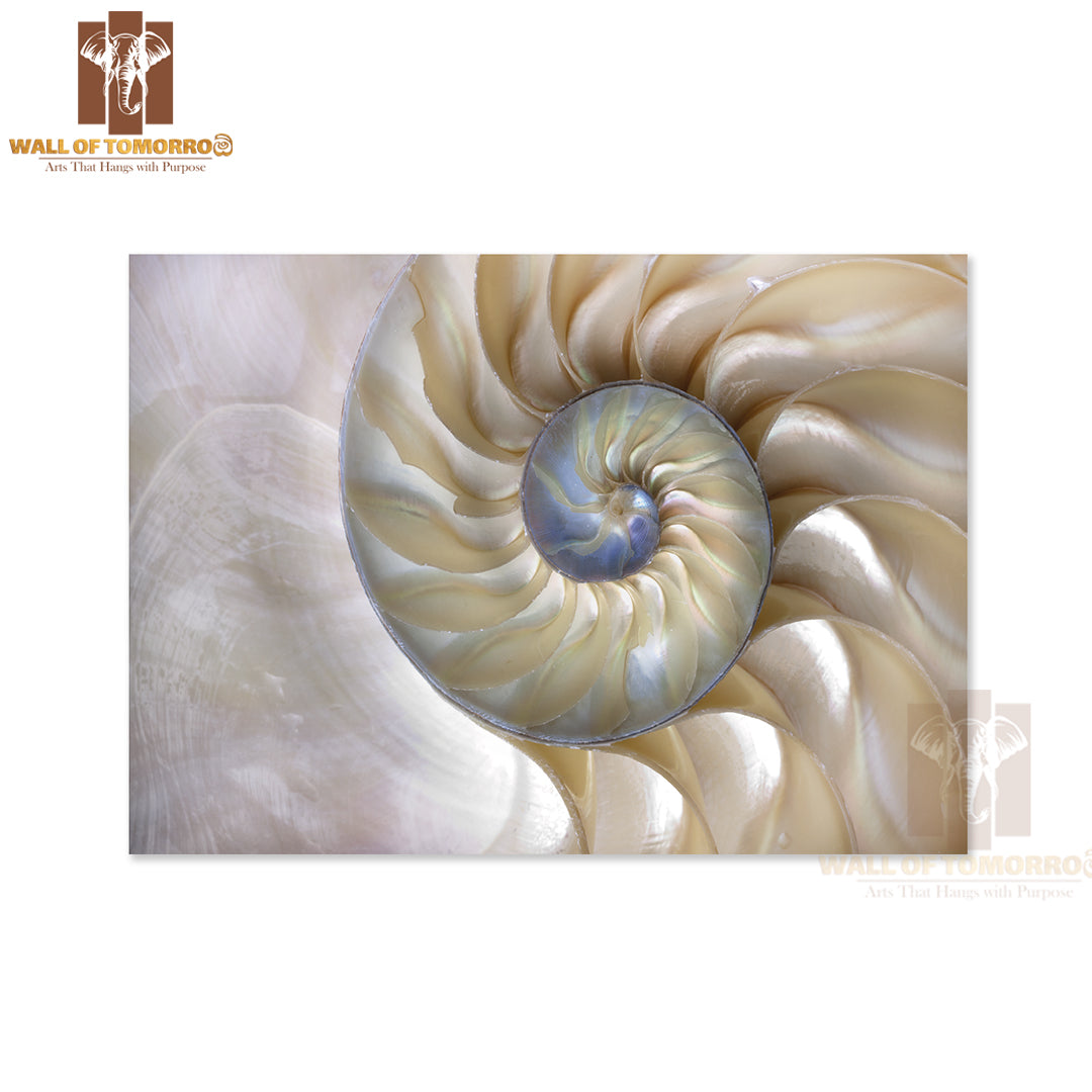 An Amazing Fibonacci Pattern in a Nautilus Shell High Quality Unframed Poster Print & Waterproof Poster Print Wall Décor
