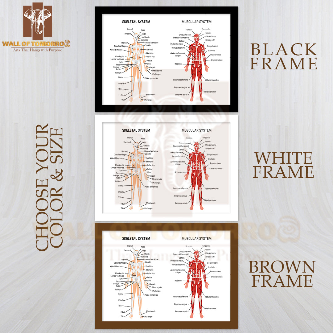Skeleton & Muscular Systems Educational High Quality Glass Frame Wall Décor