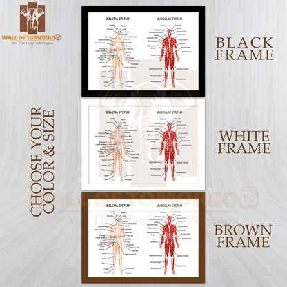 Skeleton & Muscular Systems Educational High Quality Glass Frame Wall Décor