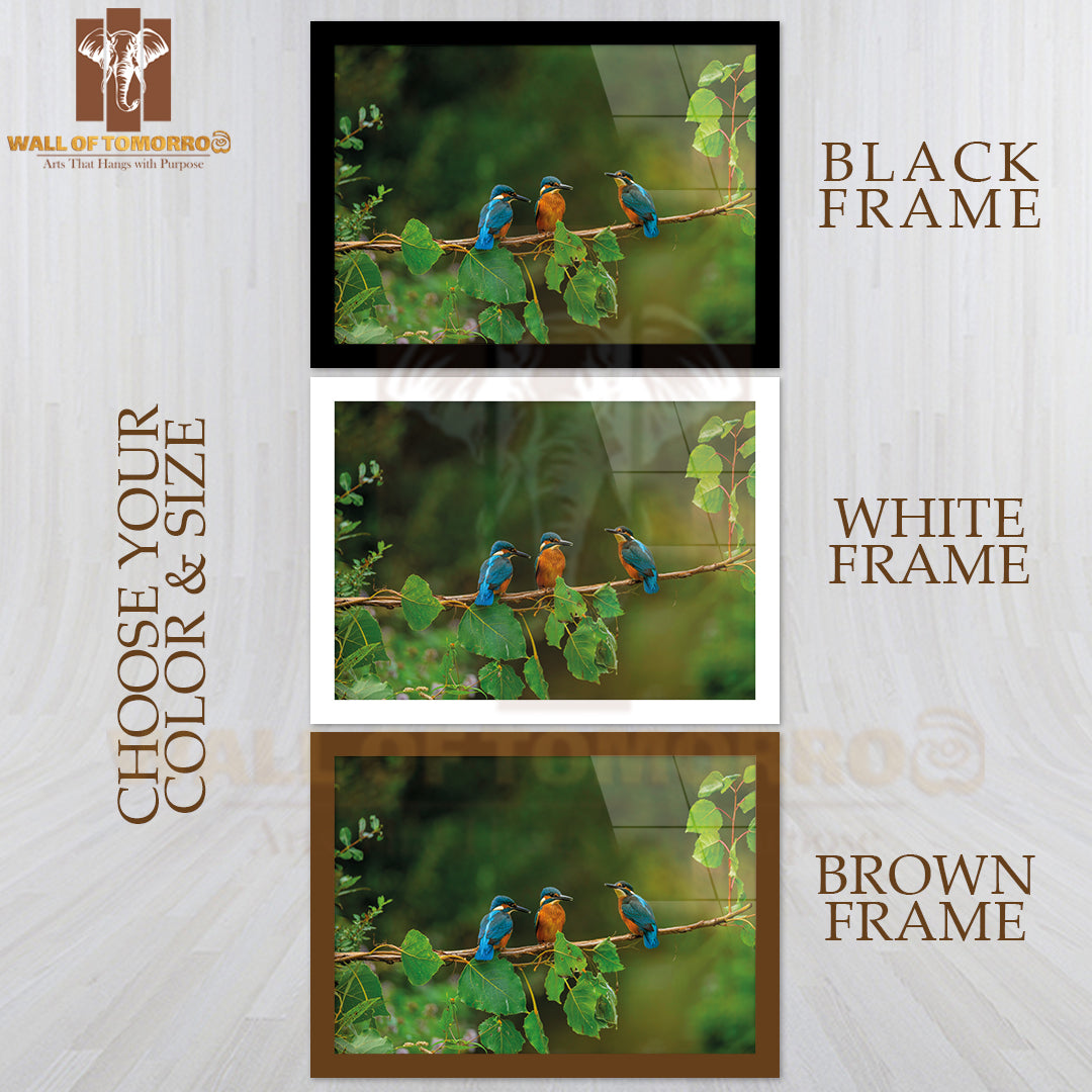 Closeup Shot of Common Kingfisher Birds High Quality Glass Frame Wall Décor