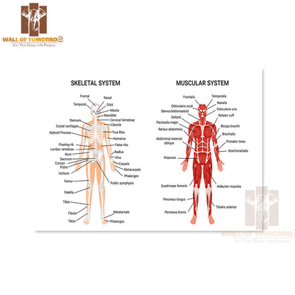 Skeleton & Muscular Systems Educational High Quality Unframed Poster Print & Waterproof Poster Print Wall Décor