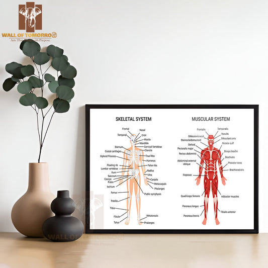Skeleton & Muscular Systems Educational High Quality Glass Frame Wall Décor