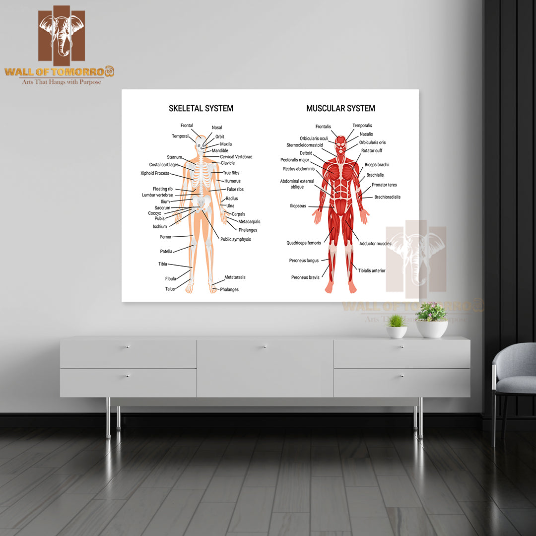 Skeleton & Muscular Systems Educational High Quality Unframed Poster Print & Waterproof Poster Print Wall Décor