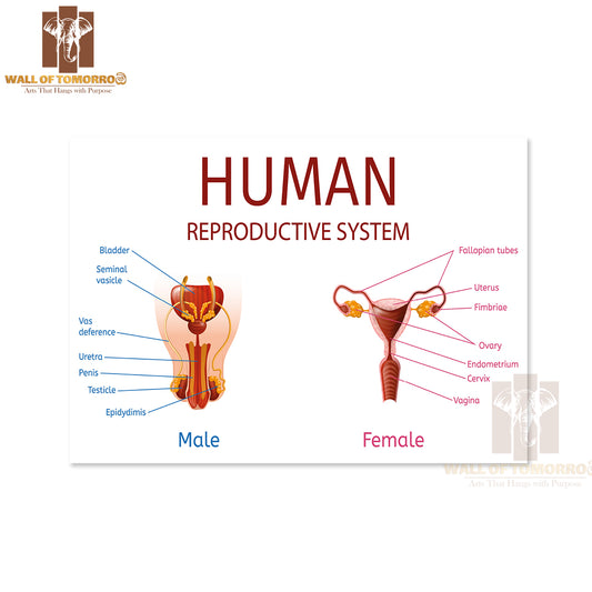 Close Up View of Male and Female Genitals with All Labeled Components Educational High Quality Unframed Poster Print & Waterproof Poster Print Wall Décor