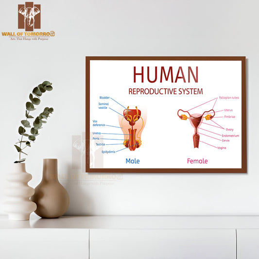Close Up View of Male and Female Genitals with All Labeled Components Educational High Quality Glass Frame Wall Décor
