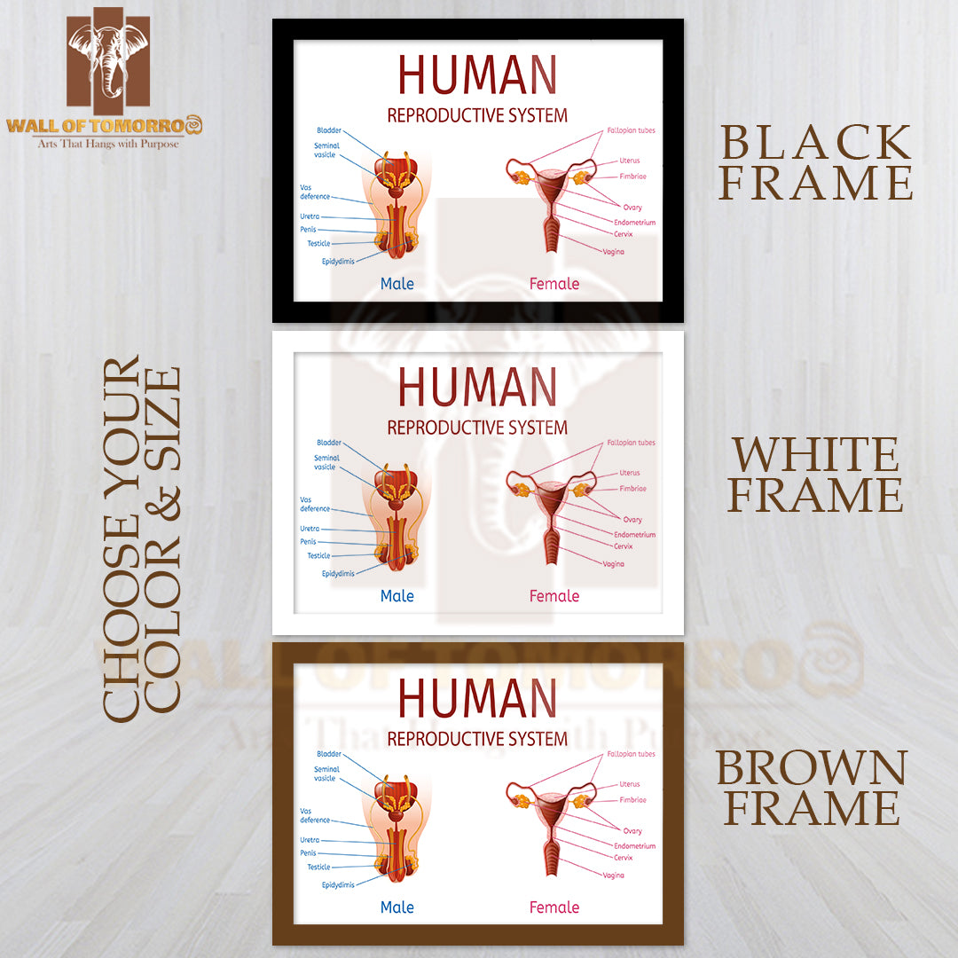 Close Up View of Male and Female Genitals with All Labeled Components Educational High Quality Glass Frame Wall Décor