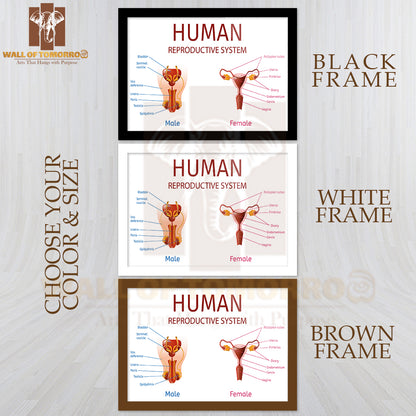 Close Up View of Male and Female Genitals with All Labeled Components Educational High Quality Glass Frame Wall Décor