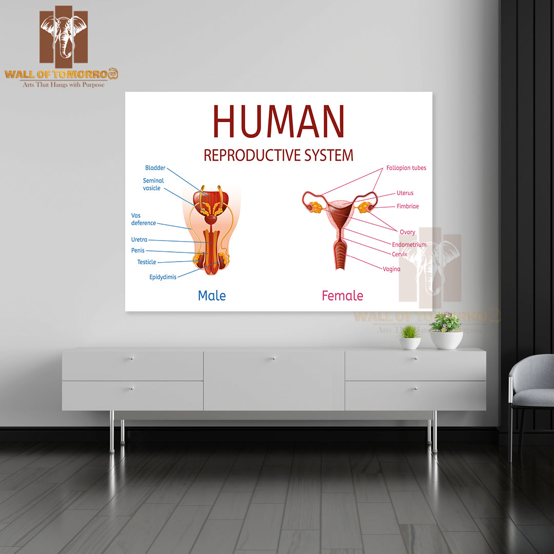 Close Up View of Male and Female Genitals with All Labeled Components Educational High Quality Unframed Poster Print & Waterproof Poster Print Wall Décor