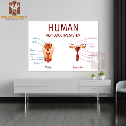 Close Up View of Male and Female Genitals with All Labeled Components Educational High Quality Unframed Poster Print & Waterproof Poster Print Wall Décor