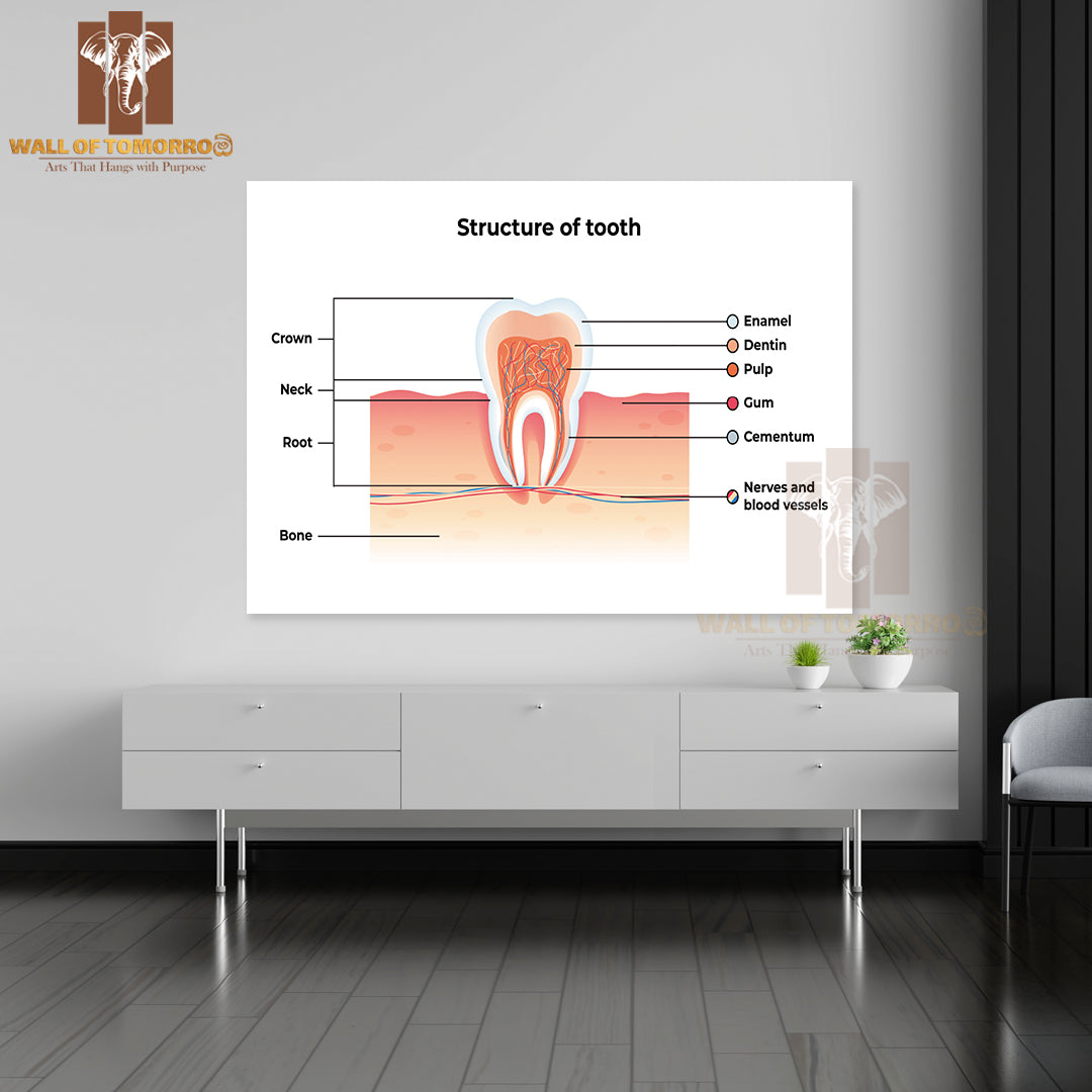 Tooth Infographics. Inscription: Enamel, Dentin, Pulp, Gum, Cementum, Nerves and Blood Vessels Educational High Quality Unframed Poster Print & Waterproof Poster Print Wall Décor