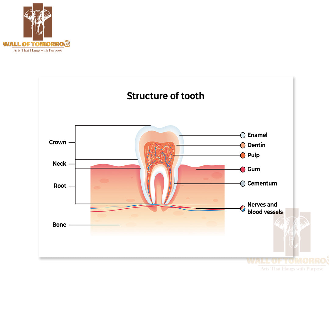 Tooth Infographics. Inscription: Enamel, Dentin, Pulp, Gum, Cementum, Nerves and Blood Vessels Educational High Quality Unframed Poster Print & Waterproof Poster Print Wall Décor