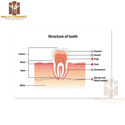 Tooth Infographics. Inscription: Enamel, Dentin, Pulp, Gum, Cementum, Nerves and Blood Vessels Educational High Quality Unframed Poster Print & Waterproof Poster Print Wall Décor