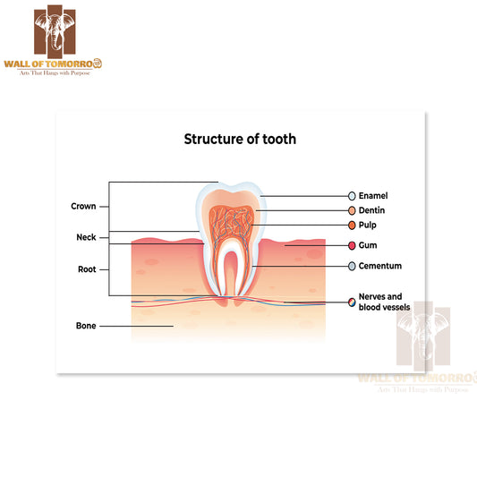 Tooth Infographics. Inscription: Enamel, Dentin, Pulp, Gum, Cementum, Nerves and Blood Vessels Educational High Quality Unframed Poster Print & Waterproof Poster Print Wall Décor